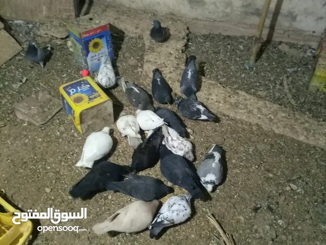 ماشاء الله