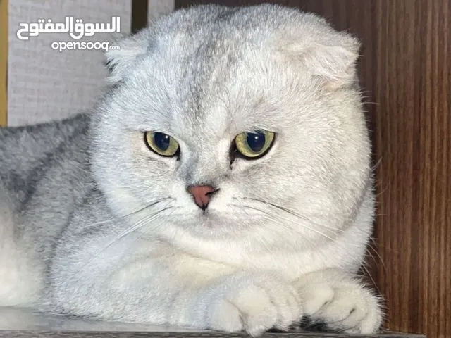 للبيع سكوتش تربل فولد بيور او بدل ب أنثى نفس الصنف الذكر طالب تزاوج أليف جداً مع الصغير والكبير نشبه