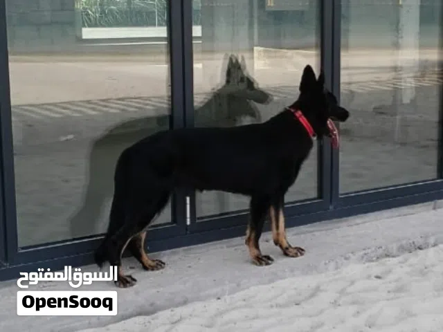 باي كلر من اقوي المستويات  German shepherd by color  russia import high quality full training