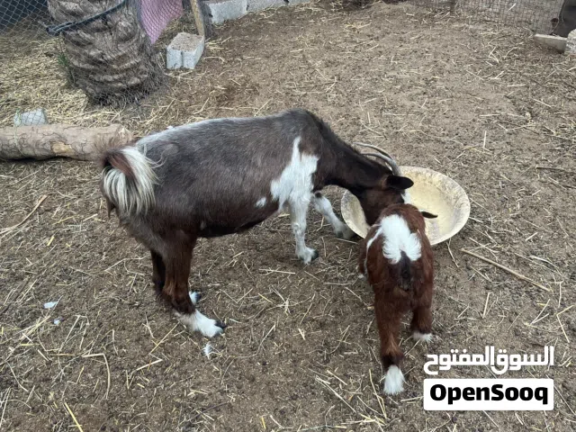 للبيع شاه تحته صخله من حلال بني سعيد