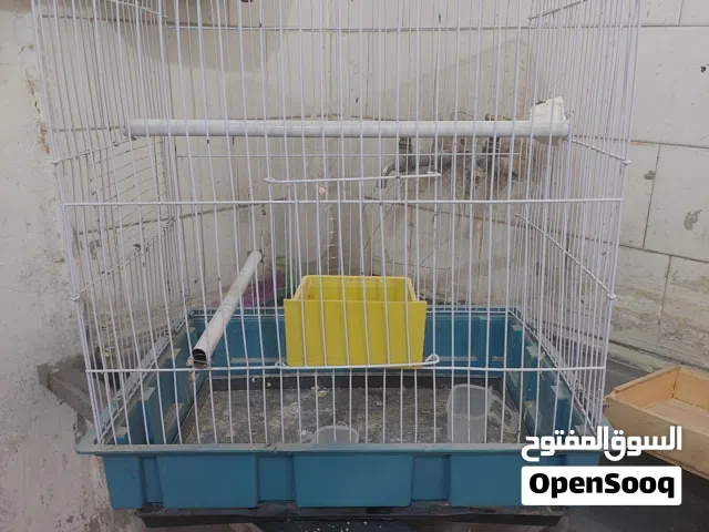 طيور روز للبيع أو للبدل على جوز كوكتيل