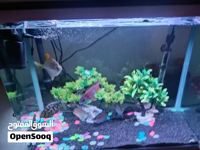 حوض سمك سكريت نوع قوي حجم متوسط نوع فاخر ونظام فلتره واضوية إلكتروني للبيع مع الاسماك