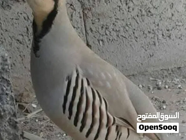 بيض حجل بلدي بيض فزنت بلدي