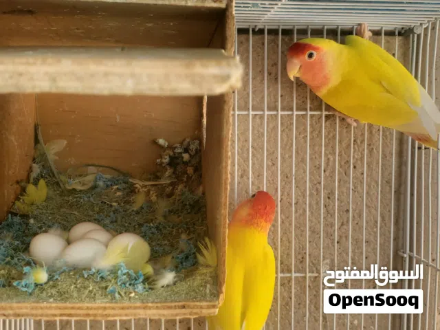 بيع زوج رواز مع البيض حقهم