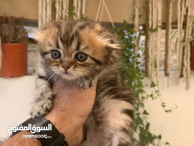 قطط سكوتش فولد وستريت العمر شهرين للبيع