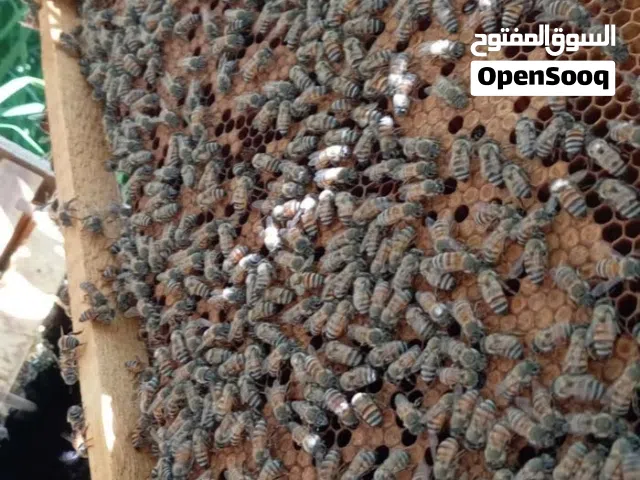 خلية نحل تربيه 6 براويز حضنه وعسل.