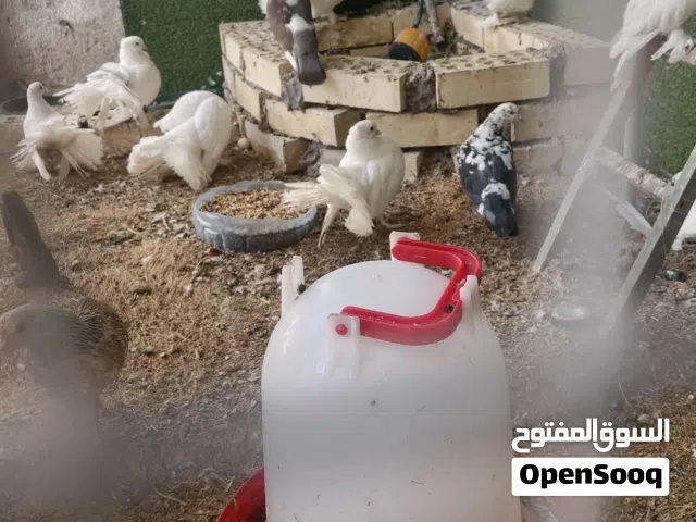 حمام هنداويات