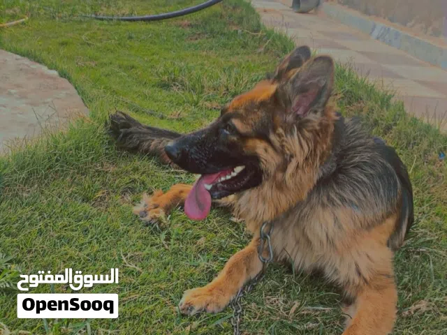 سلام عليكم  جيرمن شبيرد الماني لكلب تبارك الرحمن عيب لا وبي كتبيه وكلب حاجه درجه أولى