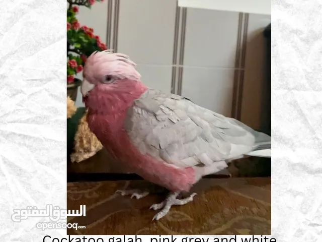 Missing cockatoo Galah