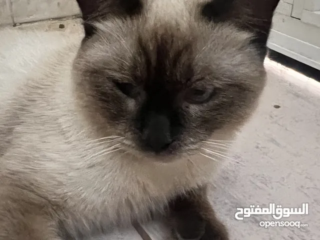 ذكر سيامي ُ