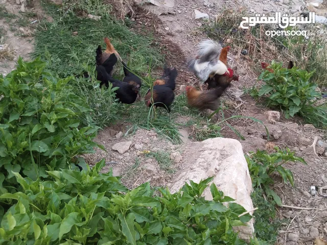 جاج بلدي للبيع الحاج مش كبير بالعمر اله شهرين بيبيض