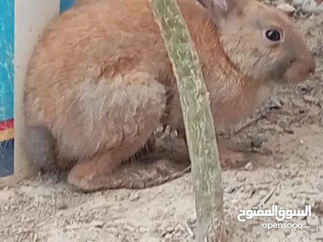 ارانب للبيع