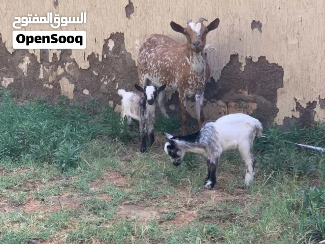 معزه تحتها اربعه ربي يبارك