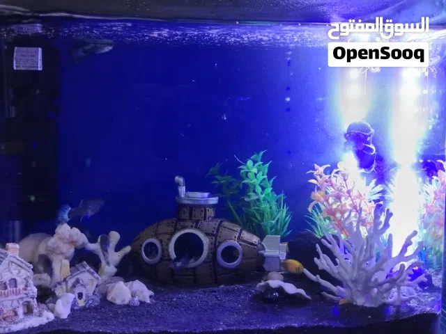 حوض سمك زجاج فاخر