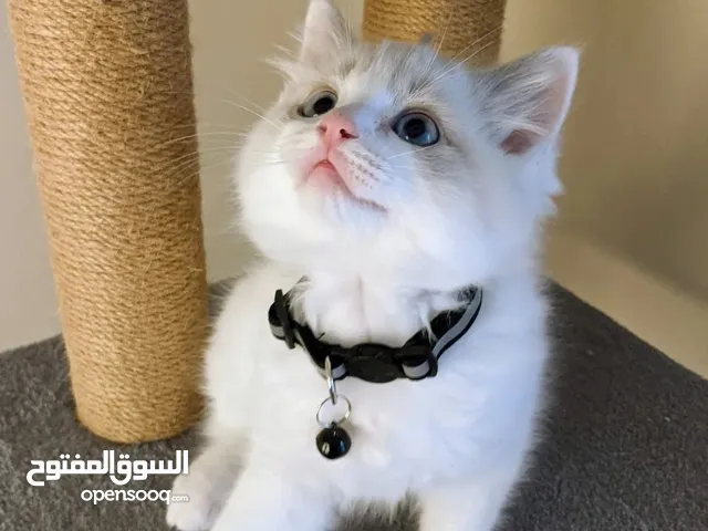 Ragdoll Kitten Available for New Home
