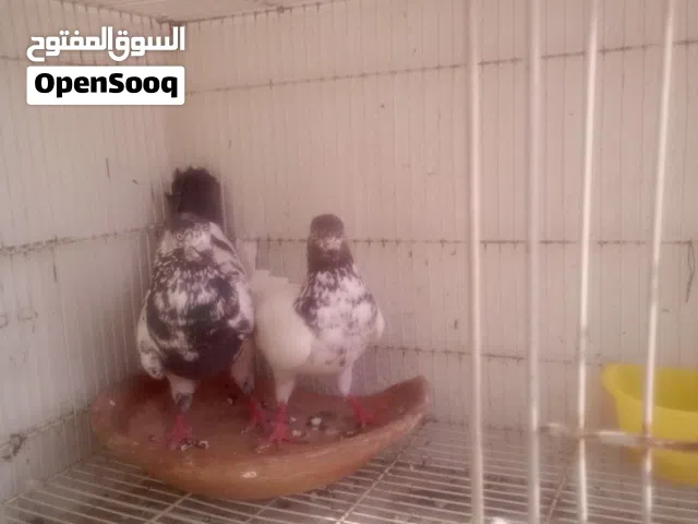 للبيع زوج باكستاني منتج ب 50 درهم فقط