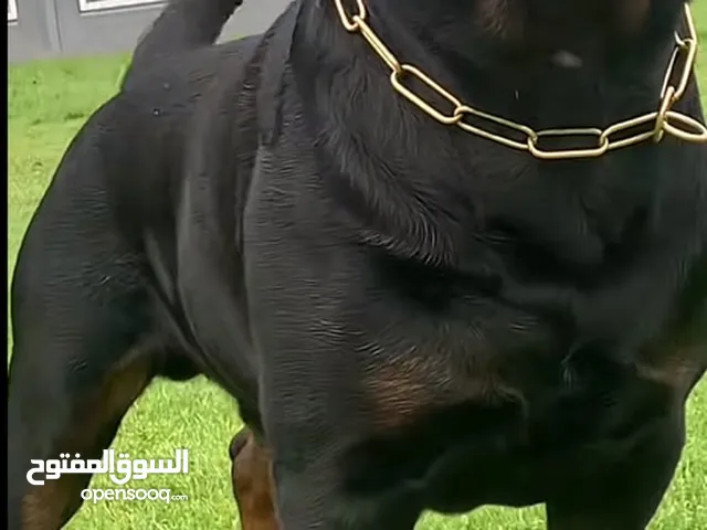 مطلوب كلب للتبني مايهم النوع