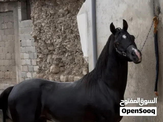 حصان عربي ادهم ساغ محجل