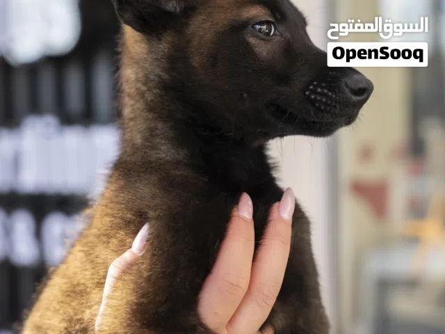 بلجم مالينو ألوان غامقه ودرايف عالي ذكور واناث شامل اللقاحات اللازمه وجرعه الدود ومايكروشيب