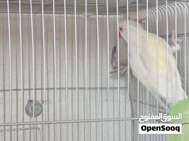 دره هندي.. من النوادر