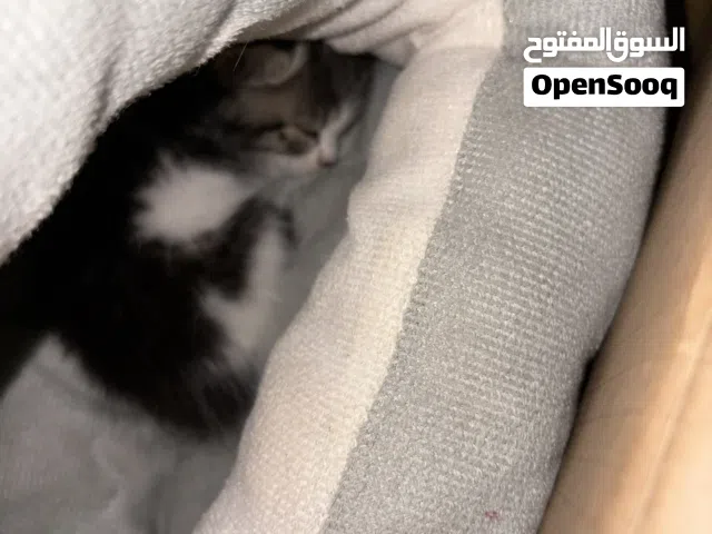قطها للبيع نوعها شيرازي - فارسي
