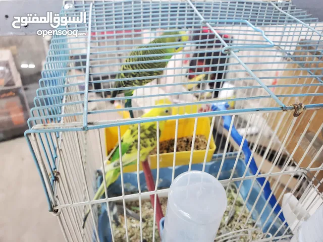 روز وحب للبيع