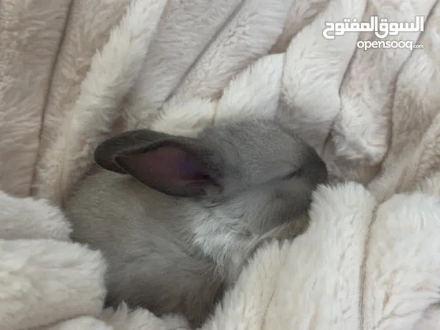 ارنب غزم اليف