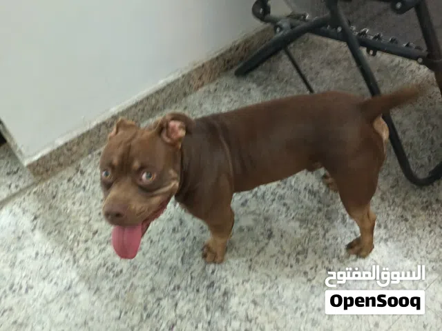 بتابول عمر 4 اشهر