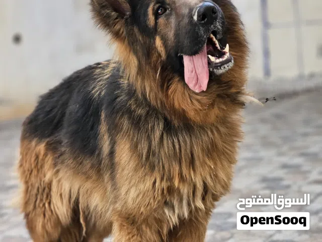 جيرمن شيبرد شو لاين مستوى عالمي