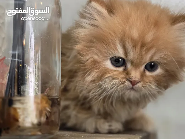 شركة توصيل قطط