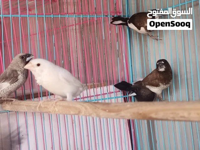 فناجس بنگالي اقرا الوصف