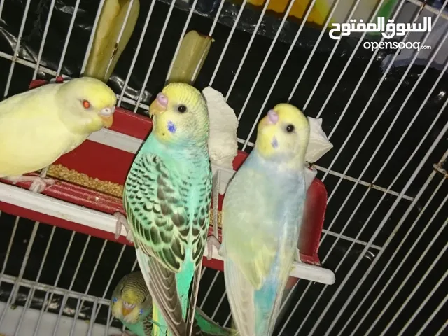 بيروش ريمبو و البينو للبيع الدار البيضاء