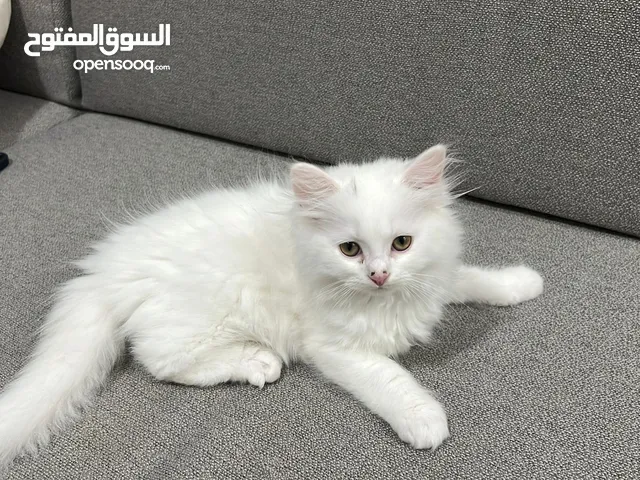 قطط للبيع شرازي عمر شهرين