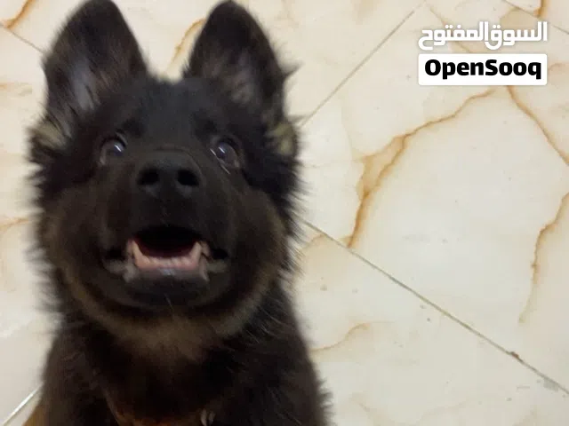 جيرمن شيبرد للبيع