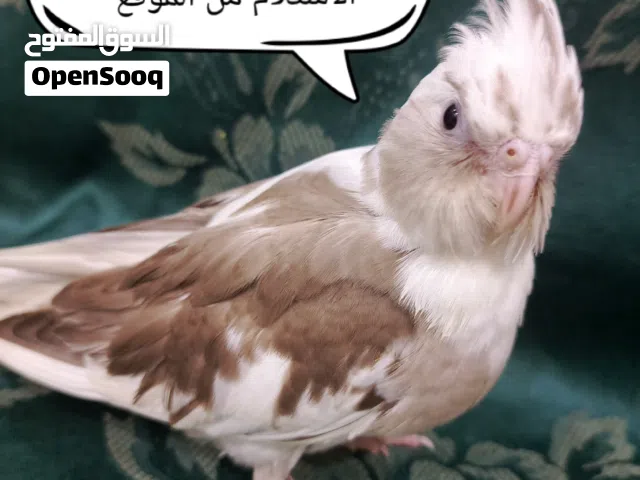 كنيور و كروان و روز