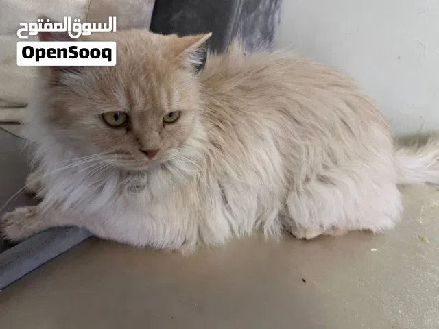 قطة برتقالية للبيع