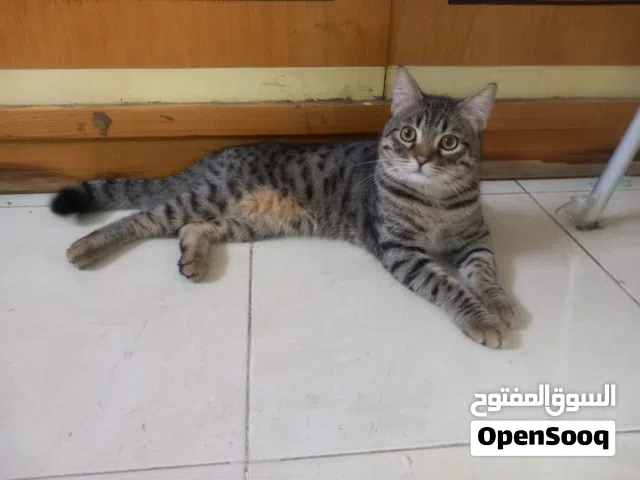 قط ذكر للتبني