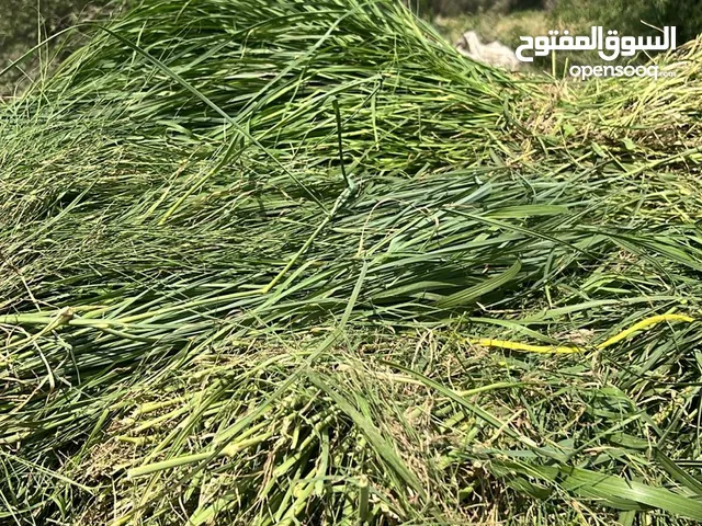 انا مندوب توصيل من الرستاق إلى مسقط