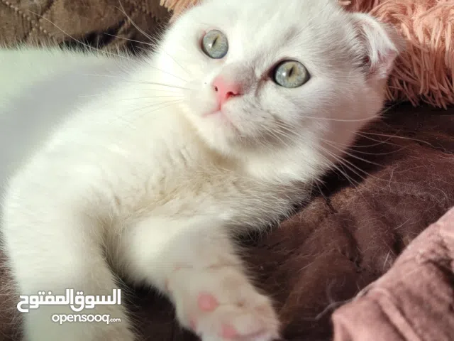 سكوتيش فولد و سكوتيش ستريت