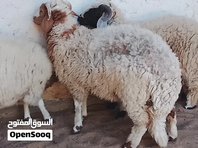 اثنين حوالة العمر ،ستة شهور ونص