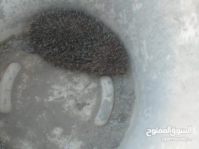 قنفذ حي للبيع
