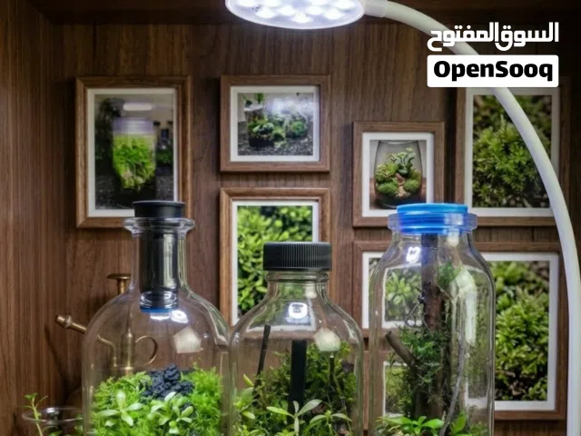 تيراريوم مغلق غابة مصغرة