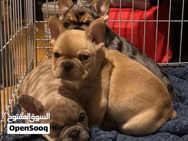 French Bull dog for sale