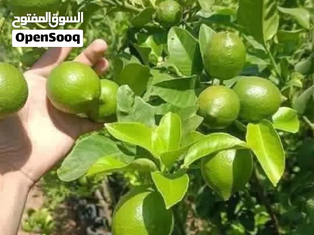 ليمون بلدي الكيلو 1.5