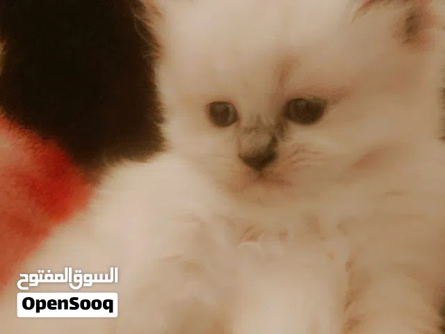 سكوتش فولد