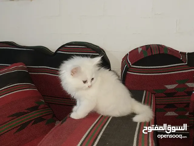بسم الله ما شاء الله متاح بسه مع ولدها النوع شيرازي عمر البس الكبيره سنه وعمر ابنها شهرين ماخذين جمي