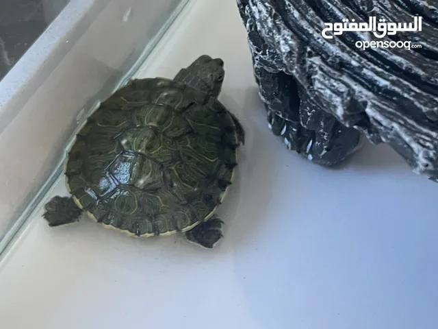 Turtle for sale with all equipment 350aed