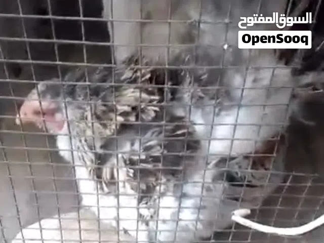 موجود دجاج بنديق باكستاني قرقات شغل تحضين بيض
