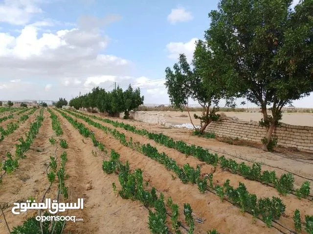 Farm Land for Sale in Cairo Basateen