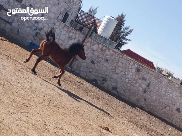 اللهم صل على سيدنا محمد موجود مهره العمر سبع شهور موجوده على طريق بلعما